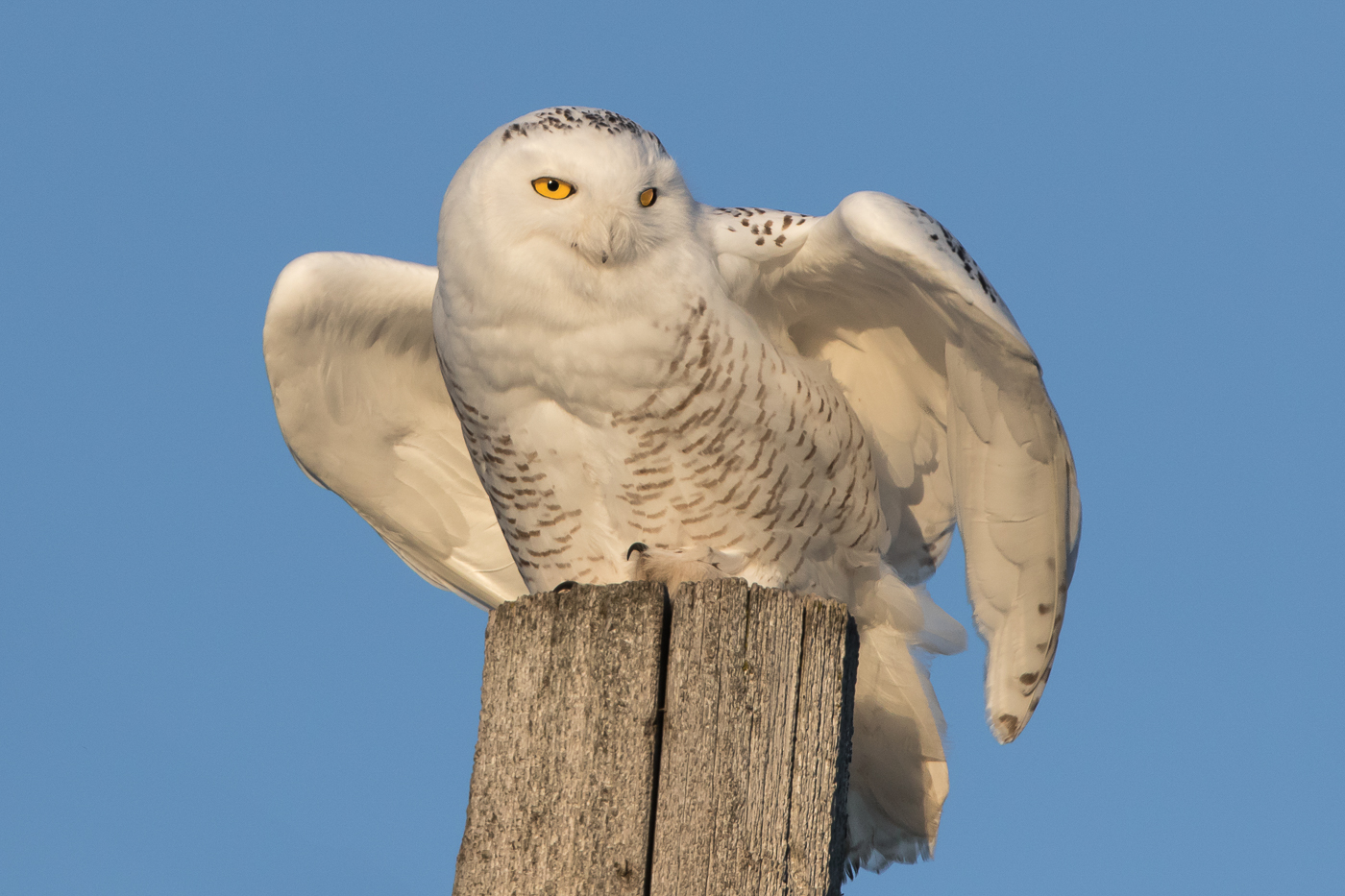 Snowy Owl Jeremy Meyer Photography