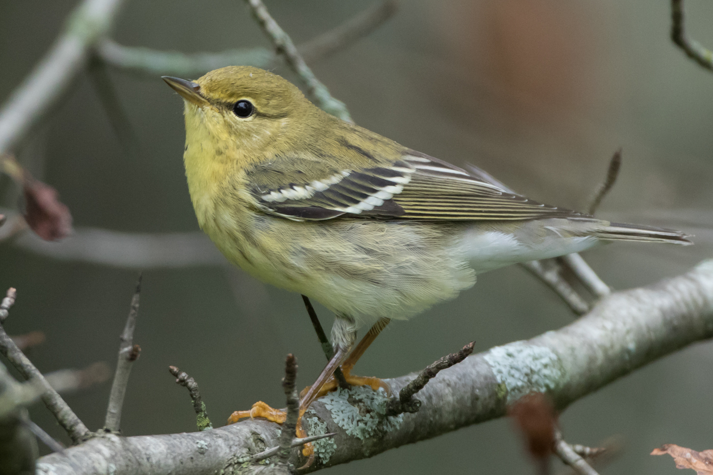 Blackpoll Warbler 1st Fall Jeremy Meyer Photography