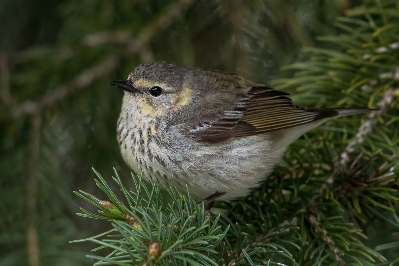 Cape May Warbler Female St Spring Jeremy Meyer Photography