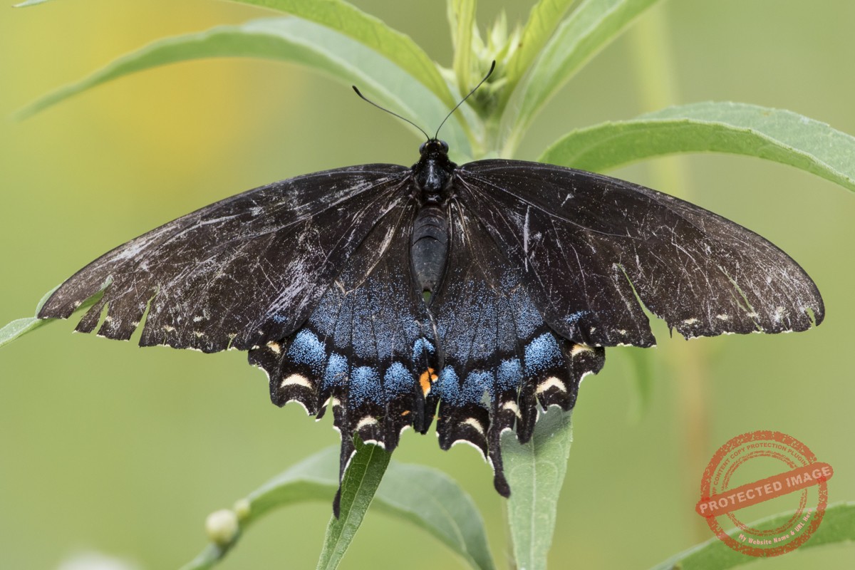 Eastern Tiger Swallowtail (black form) – Jeremy Meyer Photography