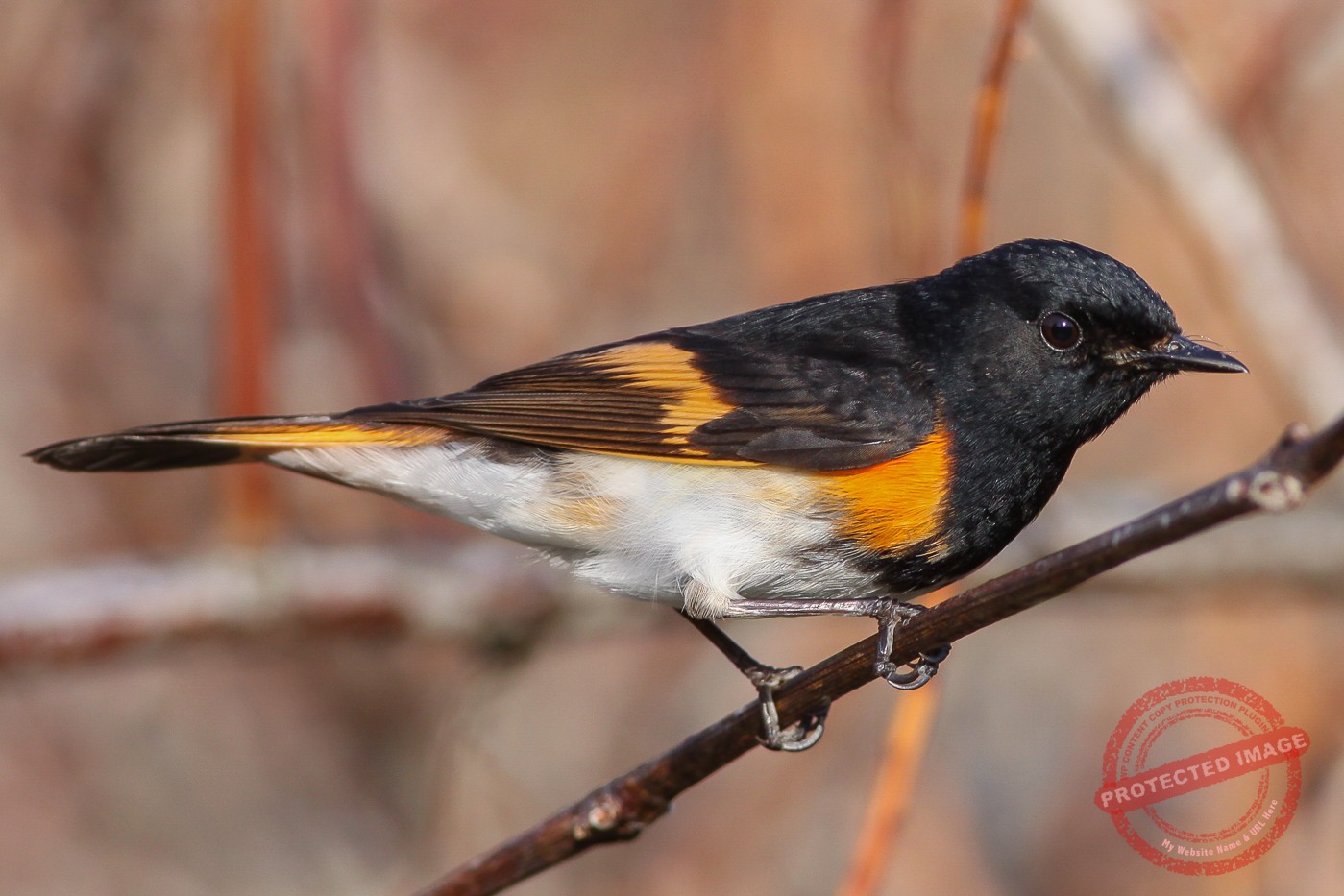 American Redstart (male) – Jeremy Meyer Photography