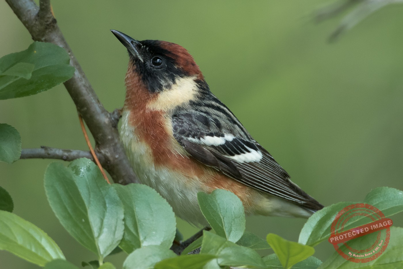 Bay-breasted Warbler (male-spring) – Jeremy Meyer Photography
