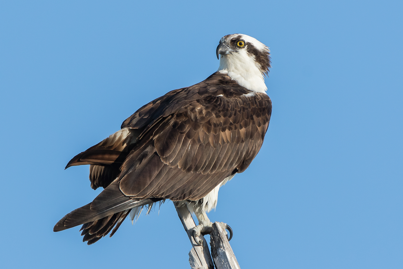 Osprey – Jeremy Meyer Photography