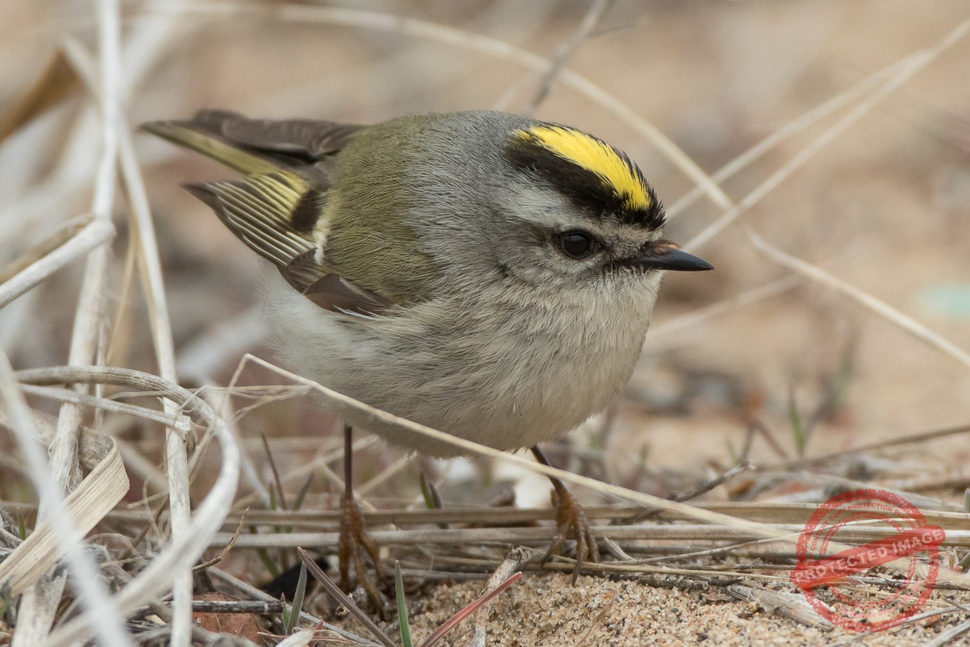 Golden-crowned Kinglet (female) – Jeremy Meyer Photography