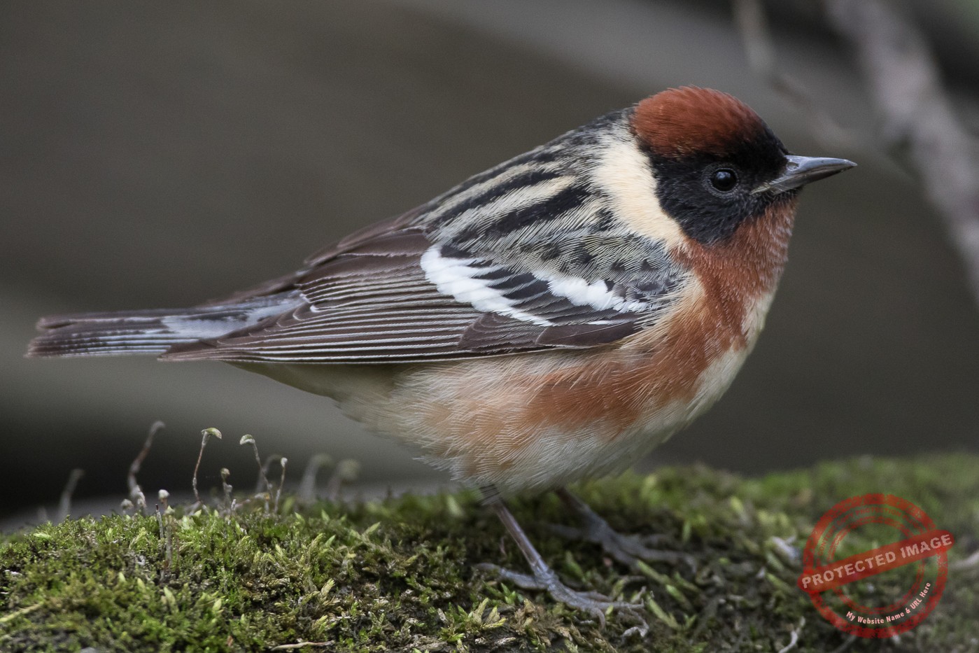 Bay-breasted Warbler (male-spring) – Jeremy Meyer Photography