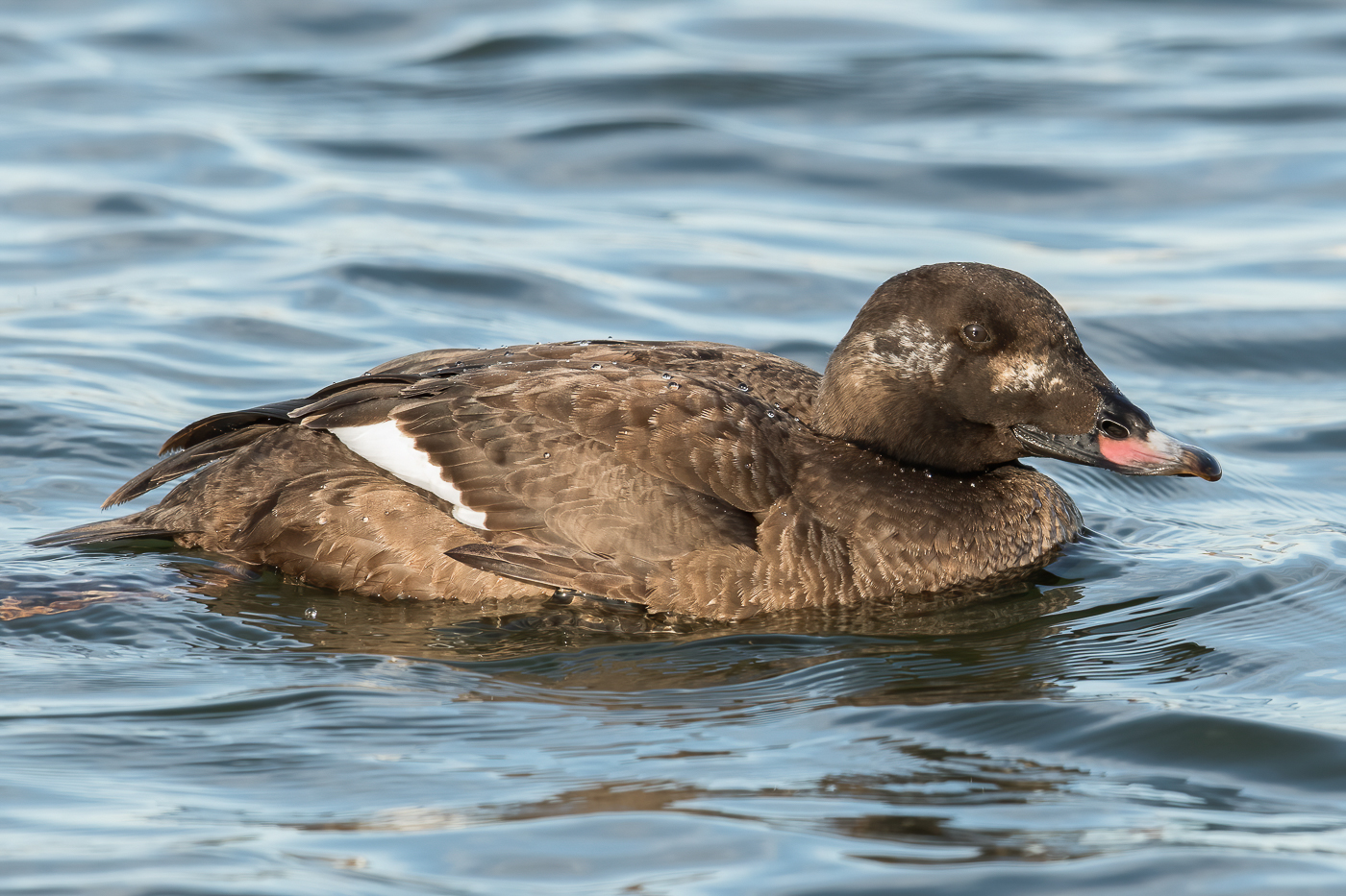 White-winged Scoter (female-spring) – Jeremy Meyer Photography