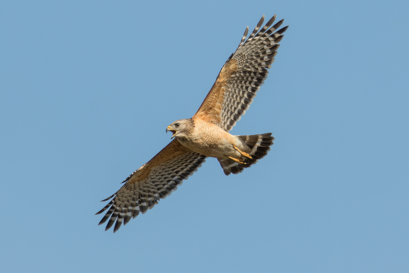 Red Shouldered Hawk Adult Winter Jeremy Meyer Photography