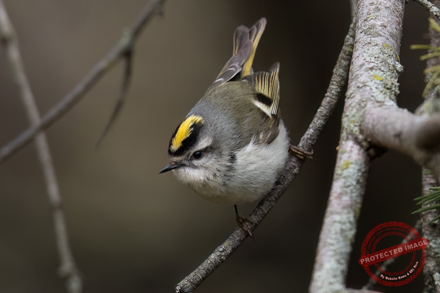 Golden-crowned Kinglet (female-spring) 2023-101 – Jeremy Meyer Photography