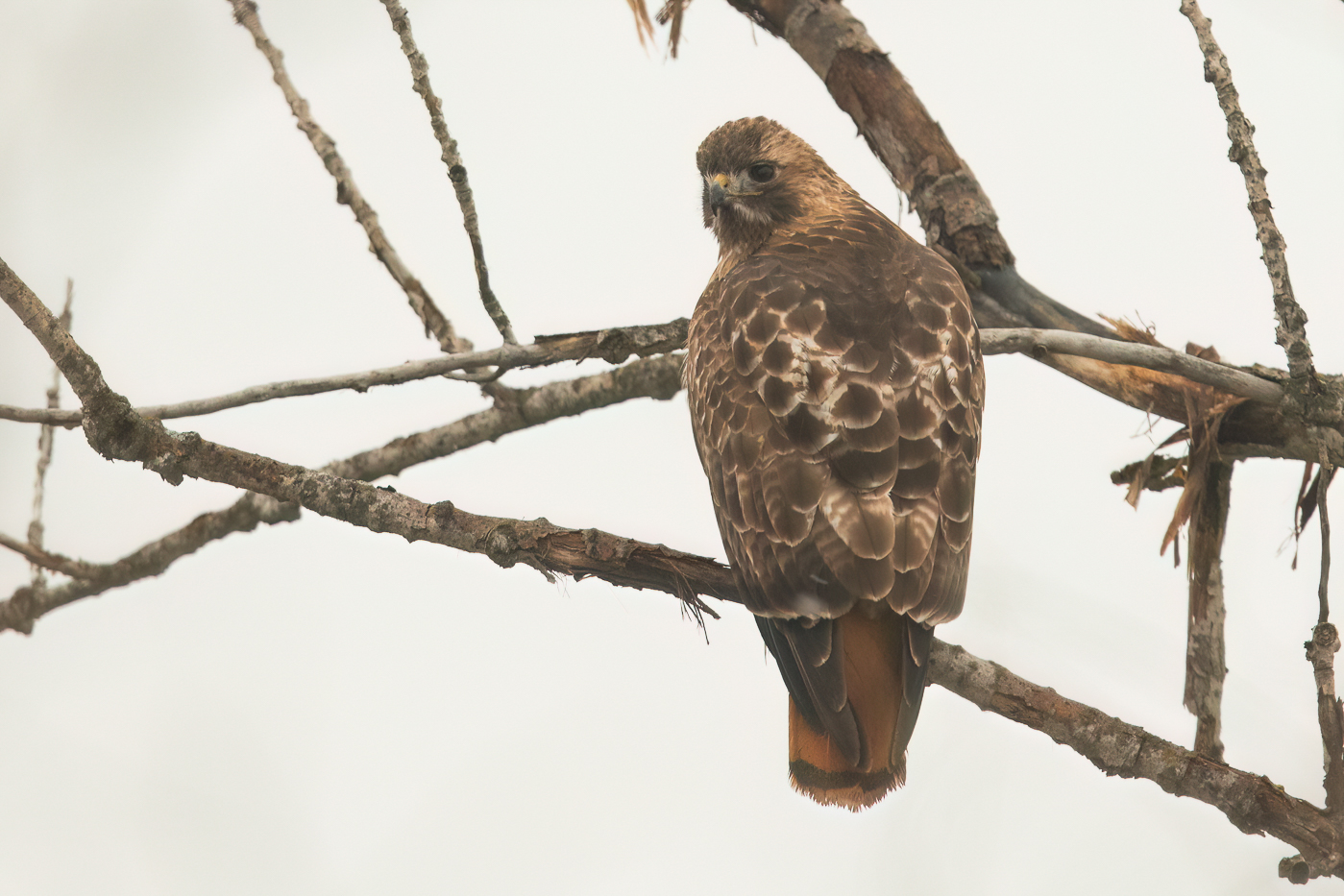 Red Tailed Hawk Borealis Adult Winter 2024 100 Jeremy Meyer